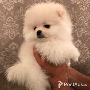 loved Pomeranian Puppies | PostAds PH