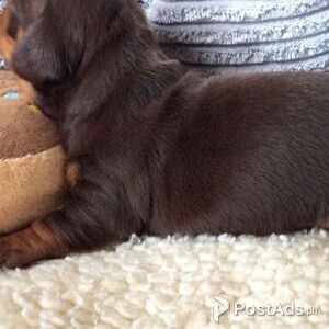 loving dachshund puppies! | PostAds PH