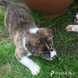 beautiful Akita puppies | PostAds PH