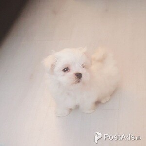 behavioral Maltese Puppies | PostAds PH