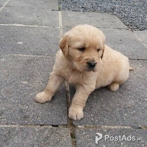 beloved Golden retriever puppies | PostAds PH
