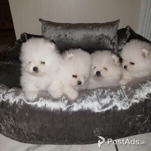 best Pomeranian Puppies | PostAds PH