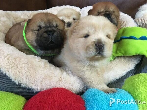 brave Chow Chow puppies
