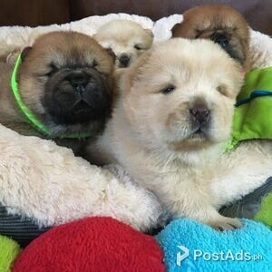 brave Chow Chow puppies | PostAds PH