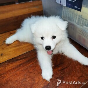 Japanese Spitz Puppies | PostAds PH