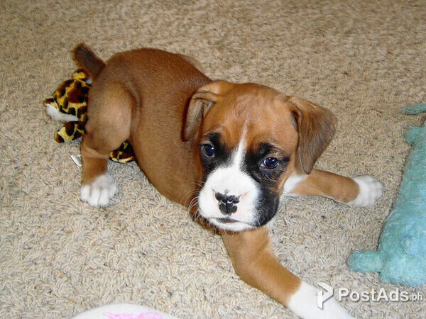 bright boxer puppies