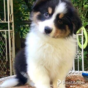 spoiled australian shepherd puppies | PostAds PH