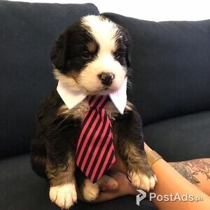 calm bernese mountain dog | PostAds PH