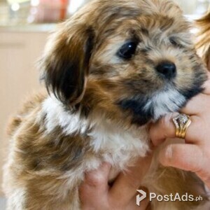 gentle lhasa apso puppies | PostAds PH