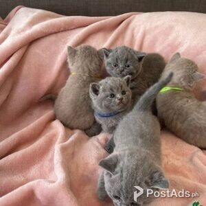 super active BSH kittens | PostAds PH