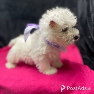 West Highland Terrier Puppies with PCCI Papers | PostAds PH