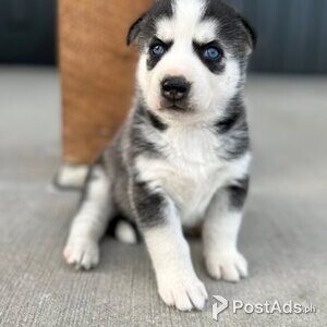 Siberian Huskies with Papers | PostAds PH