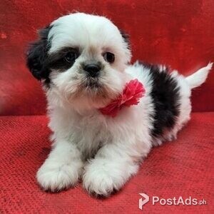 shih tzu puppy available with PCCI Papers | PostAds PH