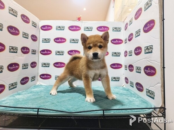 Super Shiba Inu Puppies