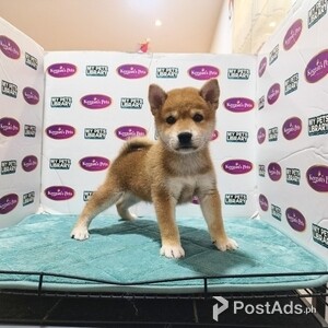 Super Shiba Inu Puppies | PostAds PH