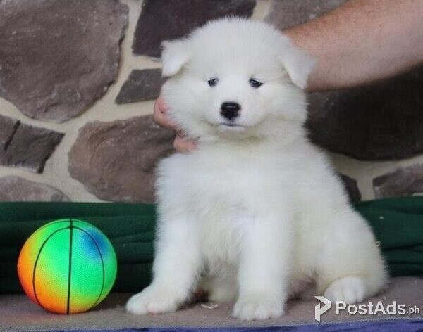 Samoyed puppies ready