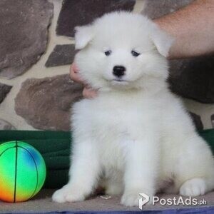 Samoyed puppies ready | PostAds PH