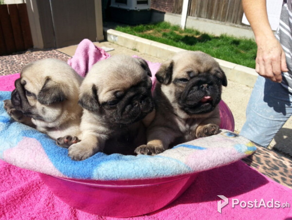 Pug puppies