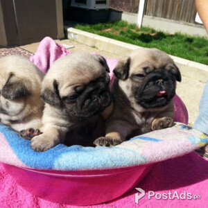 Pug puppies | PostAds PH