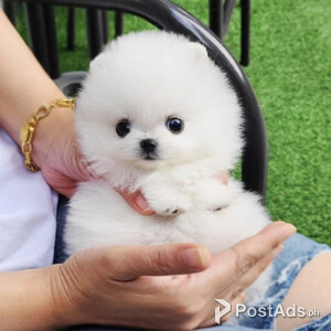 Pomeranian puppies with Papers | PostAds PH