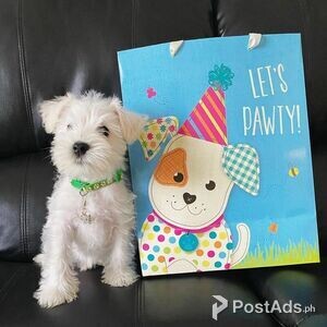 Miniature Schnauzer Puppies with Papers | PostAds PH