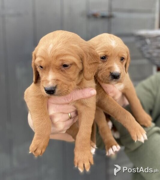 Labrador puppies with PCCI Papers