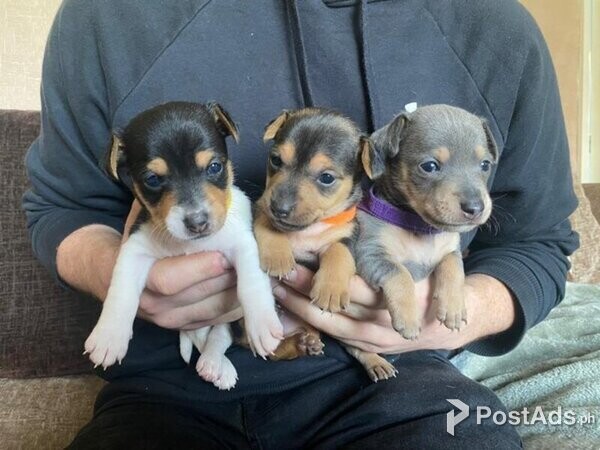 Jack Russel Terrier Puppies with PCCI Papers