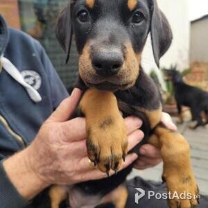 Doberman Pinscher puppies with Papers | PostAds PH