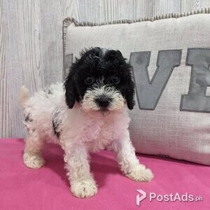 F1 cavapoo puppies with Paper | PostAds PH