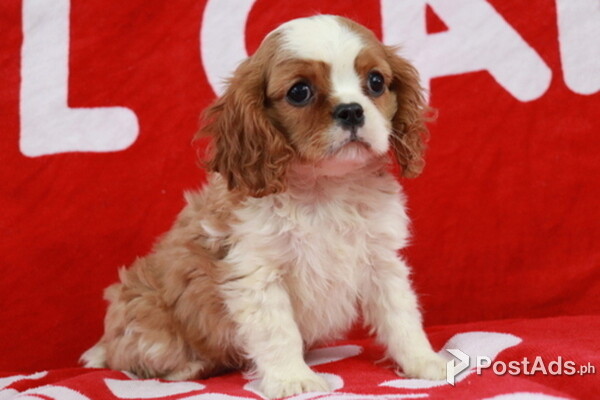 Cavalier King Charles Spaniel Puppy's