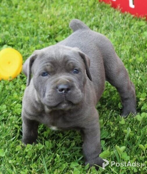 Cane Corso Puppies with Paper
