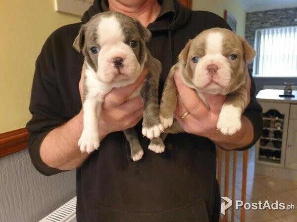 Boston terrier puppies  with Paper