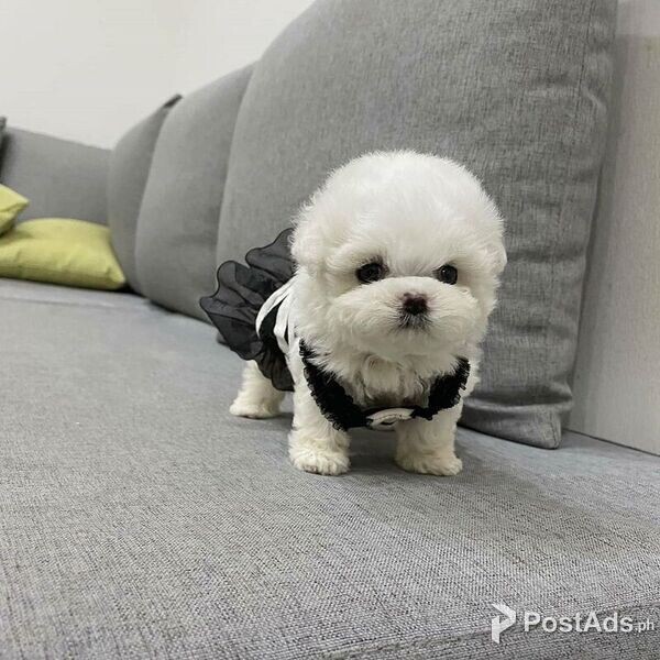 Bichon-Frise Puppies with Paper