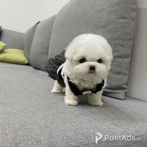 Bichon-Frise Puppies with Paper | PostAds PH