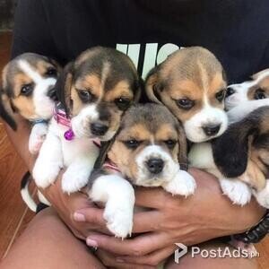 Beagle puppies with Paper | PostAds PH