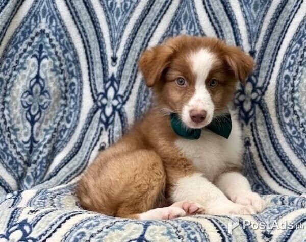 Australia Shepherd puppy