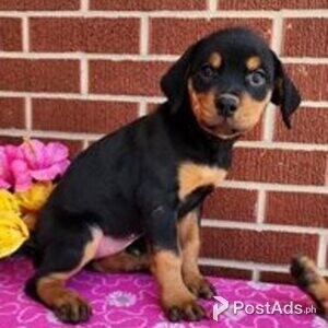 Lovely rottweiler puppies available | PostAds PH