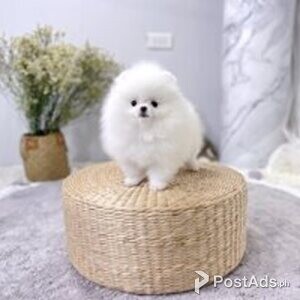 pomeranian puppies | PostAds PH