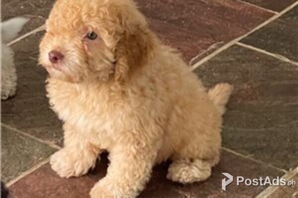 lagotto romagnolo