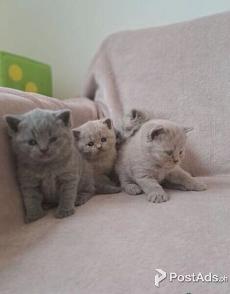 male and female british shorthair kittens