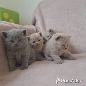 male and female british shorthair kittens | PostAds PH