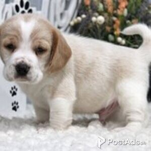 beagle puppies | PostAds PH