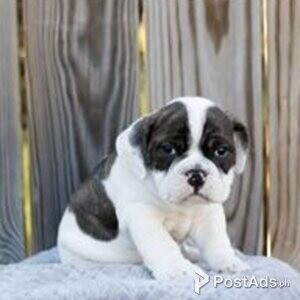beable puppies | PostAds PH