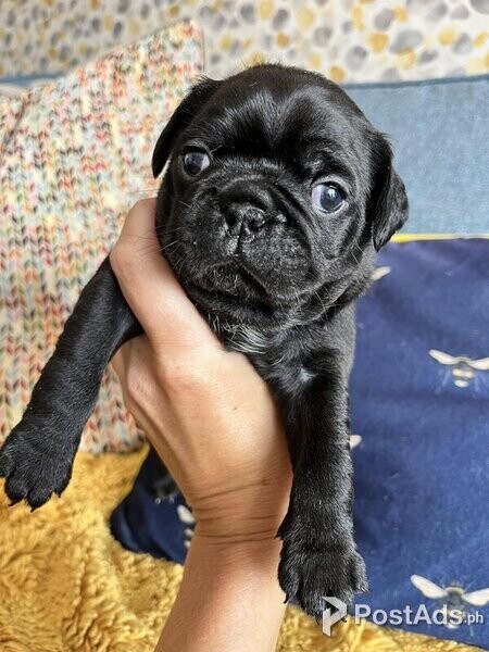 FRUG PUG Puppies looking for their forever homes