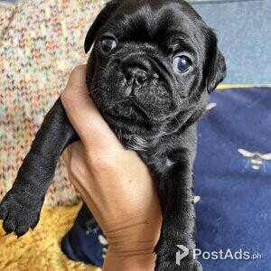 FRUG PUG Puppies looking for their forever homes | PostAds PH