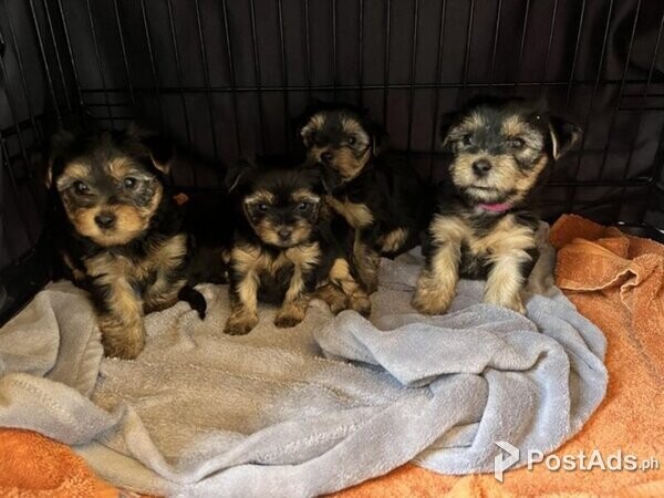 Yorkshire Terrier Puppies for Sale