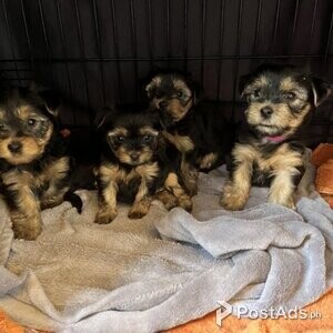 Yorkshire Terrier Puppies for Sale | PostAds PH