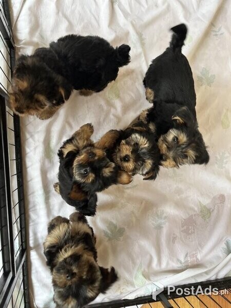 5 Yorkshire Terrier Puppies for Sale