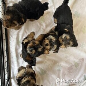 5 Yorkshire Terrier Puppies for Sale | PostAds PH