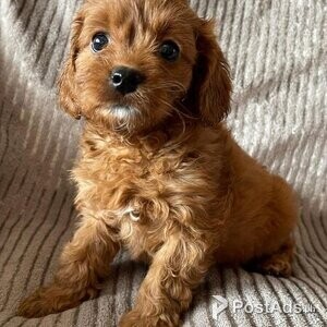 Cavapoo Deep Red Cavapoo Puppies | PostAds PH